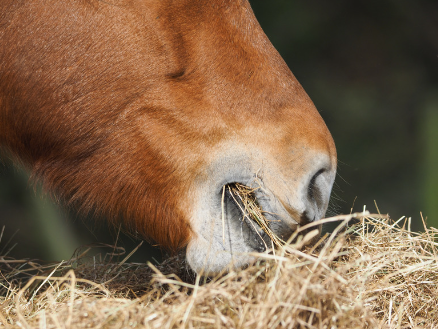 Selvita Equine Horse Eating Hay