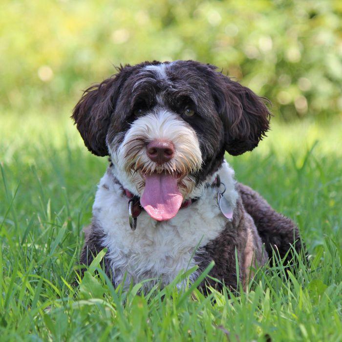 Dog panting lying on grass