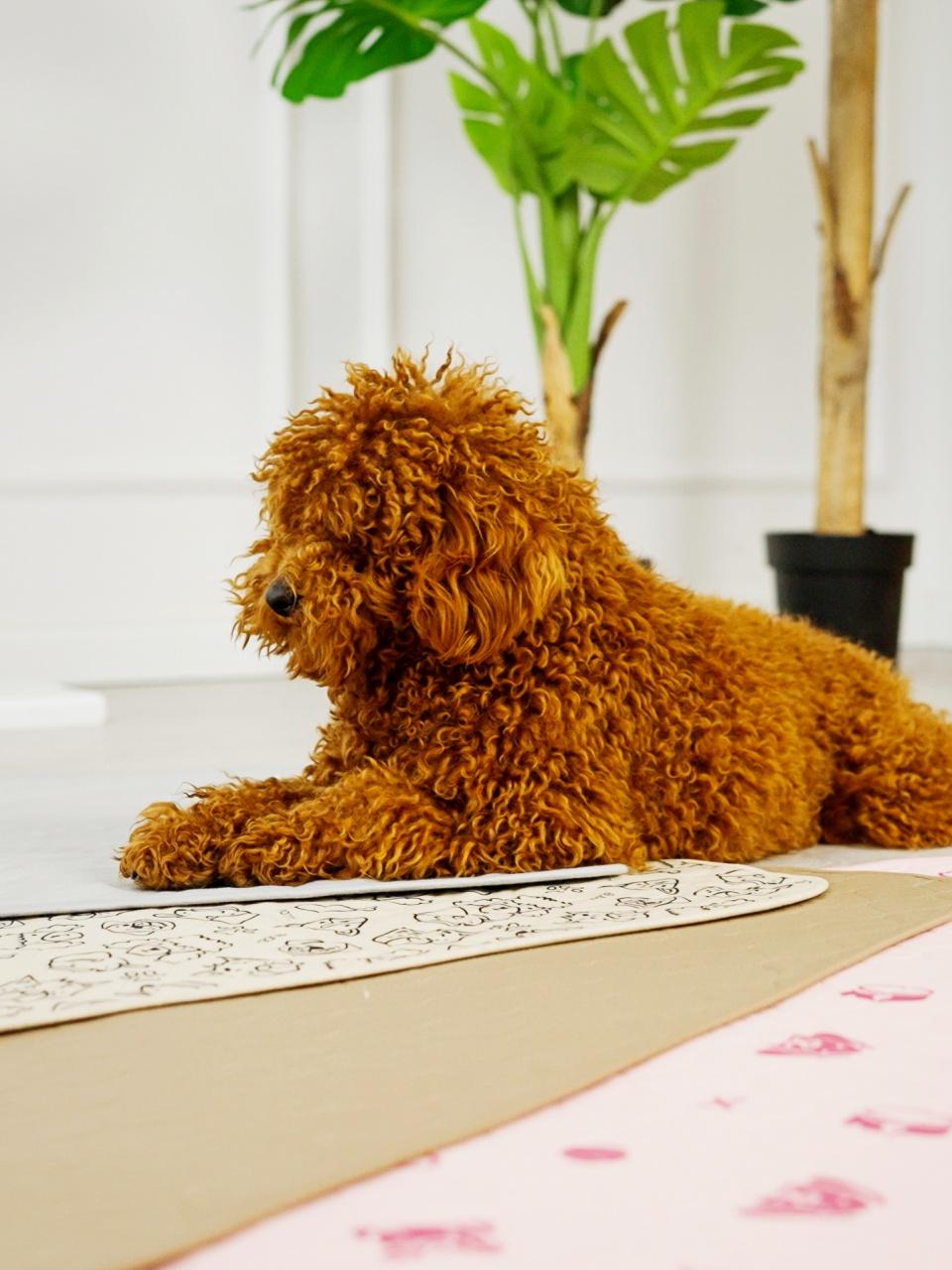 Curly brown poodle lies on several Potty Buddy pads indoors, with leafy houseplants behind, resting calmly on a clean tiled floor.