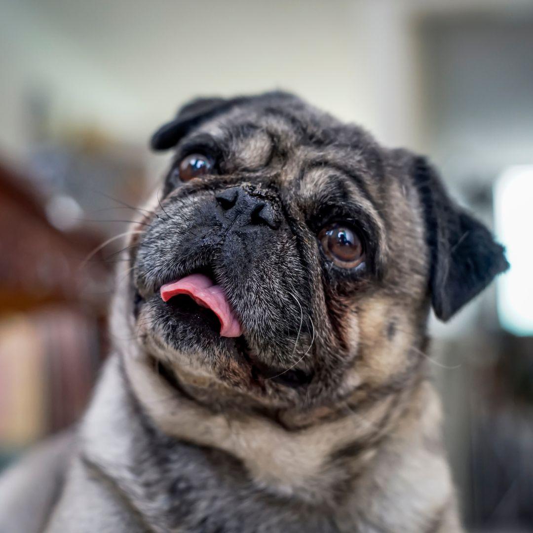 Pug Sticking Tongue Out