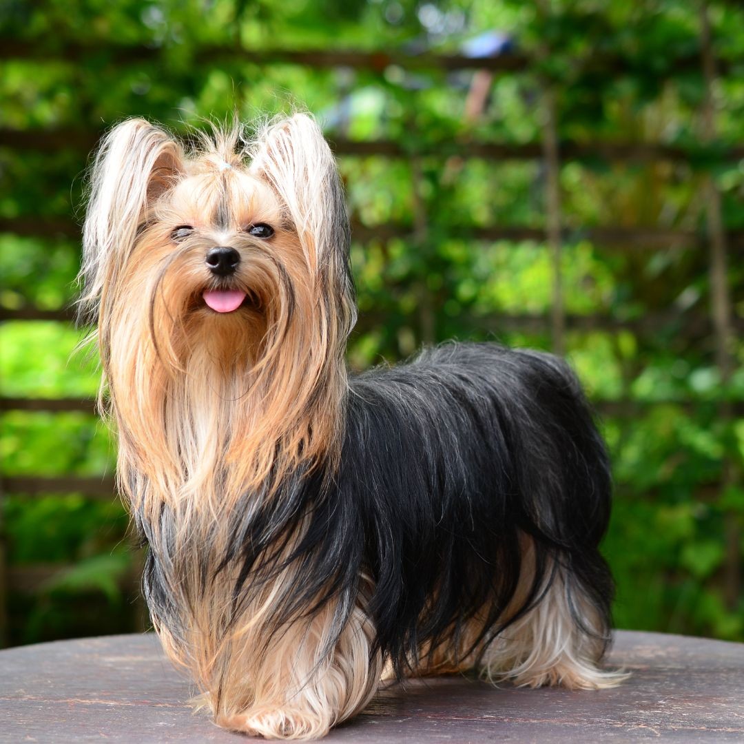 Long-haired Yorkshire Terrier