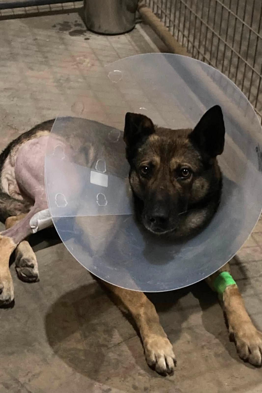 K9 santxo in a cone