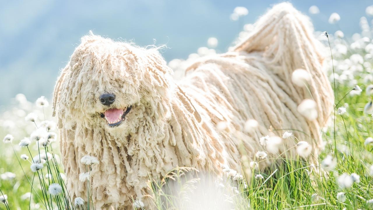 Hungarian puli dog on green grass and white flowers