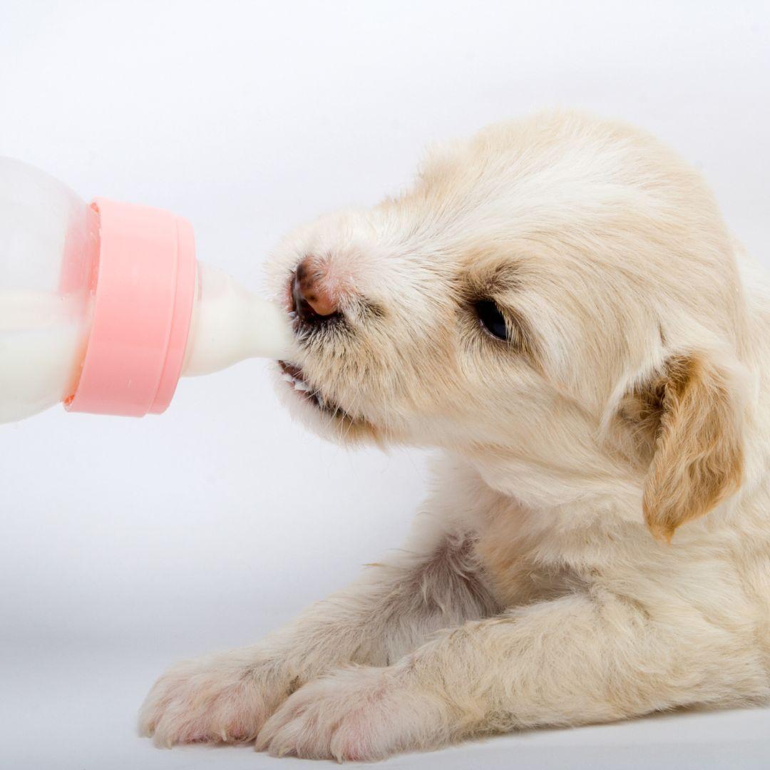 Young puppy drinking milk from bottle