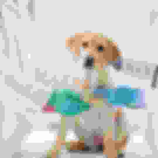 My Dog Won’t Pee on the Pad Anymore What to Do Now to Fix It Potty