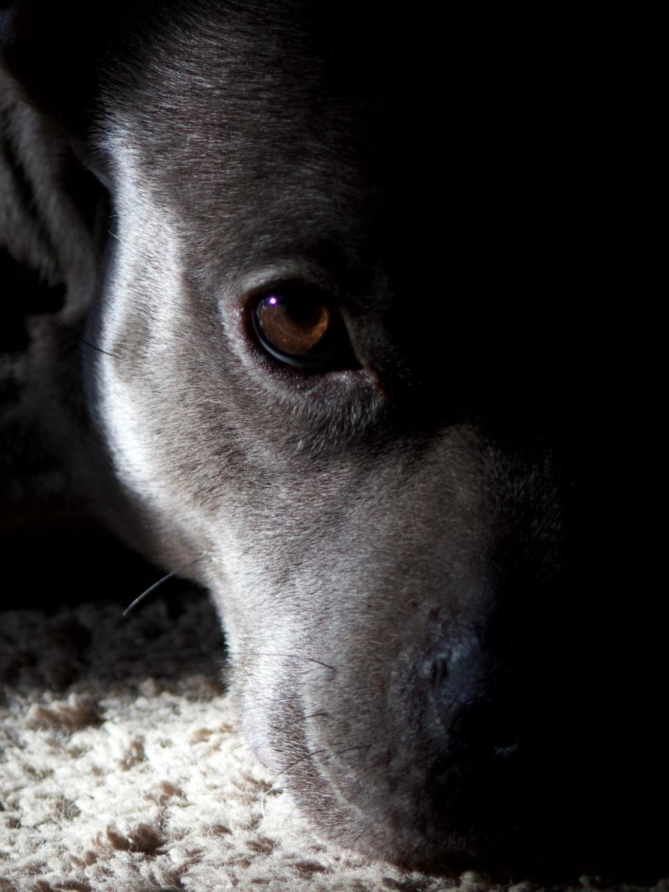 Grey dog brown eyes in the shadows