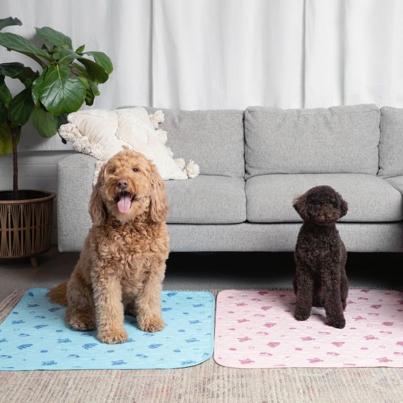 Two dogs sitting on a blue and pink puppy potty pad