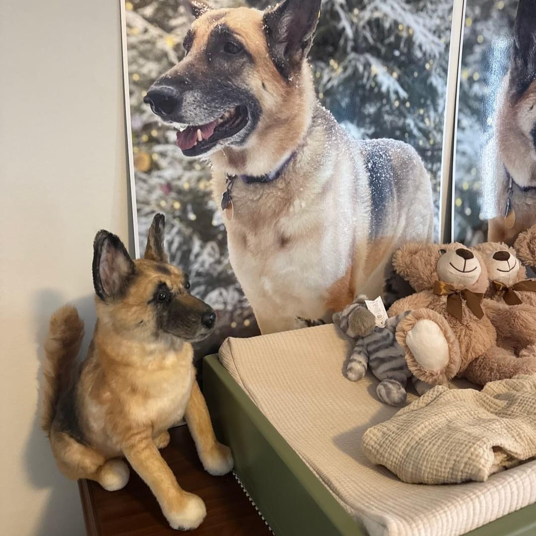 German Shepard as a custom stuffed replica of the pet