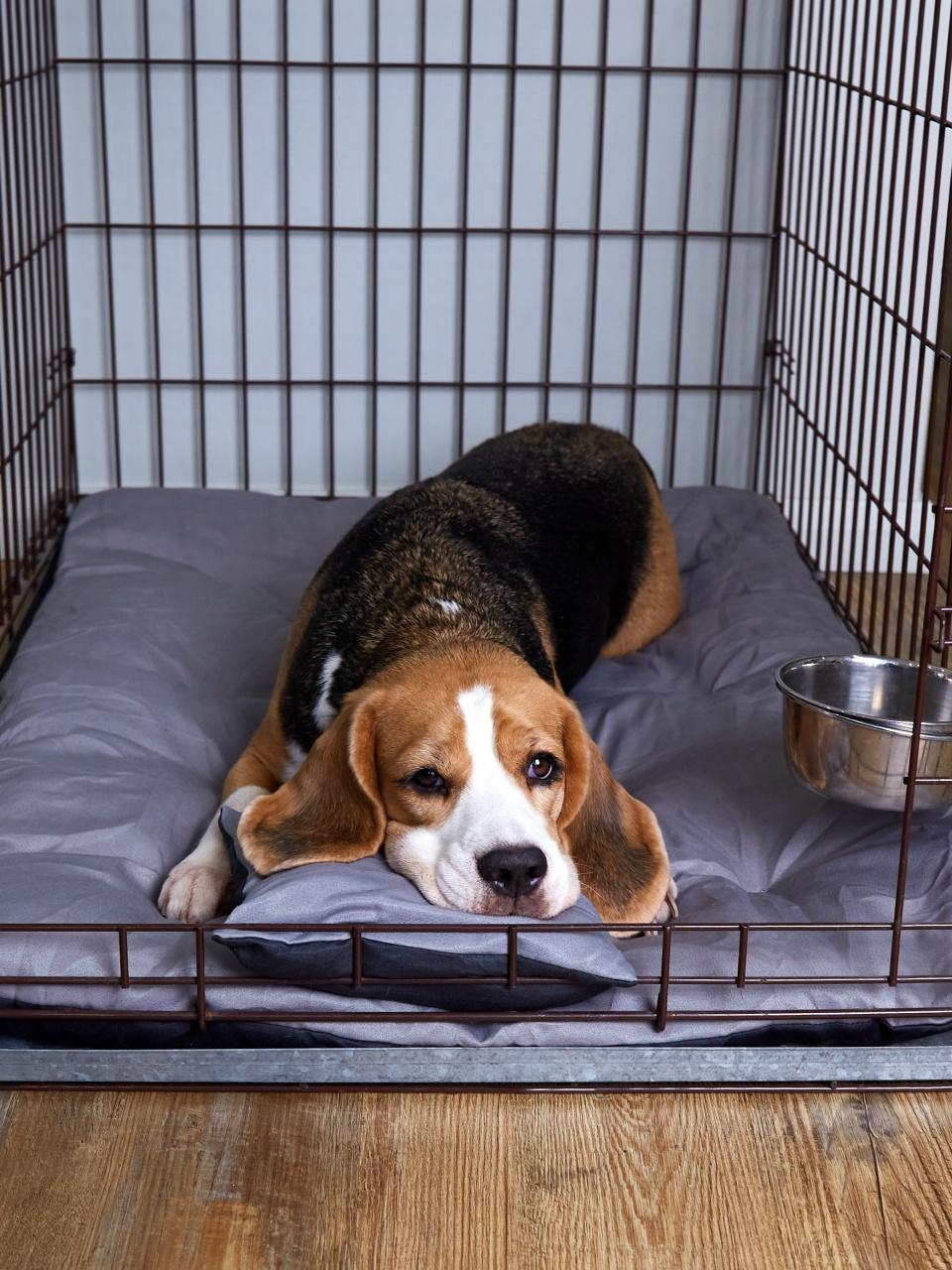 Beagle dog is lying in a open cage. Wire crate for keeping pets.
