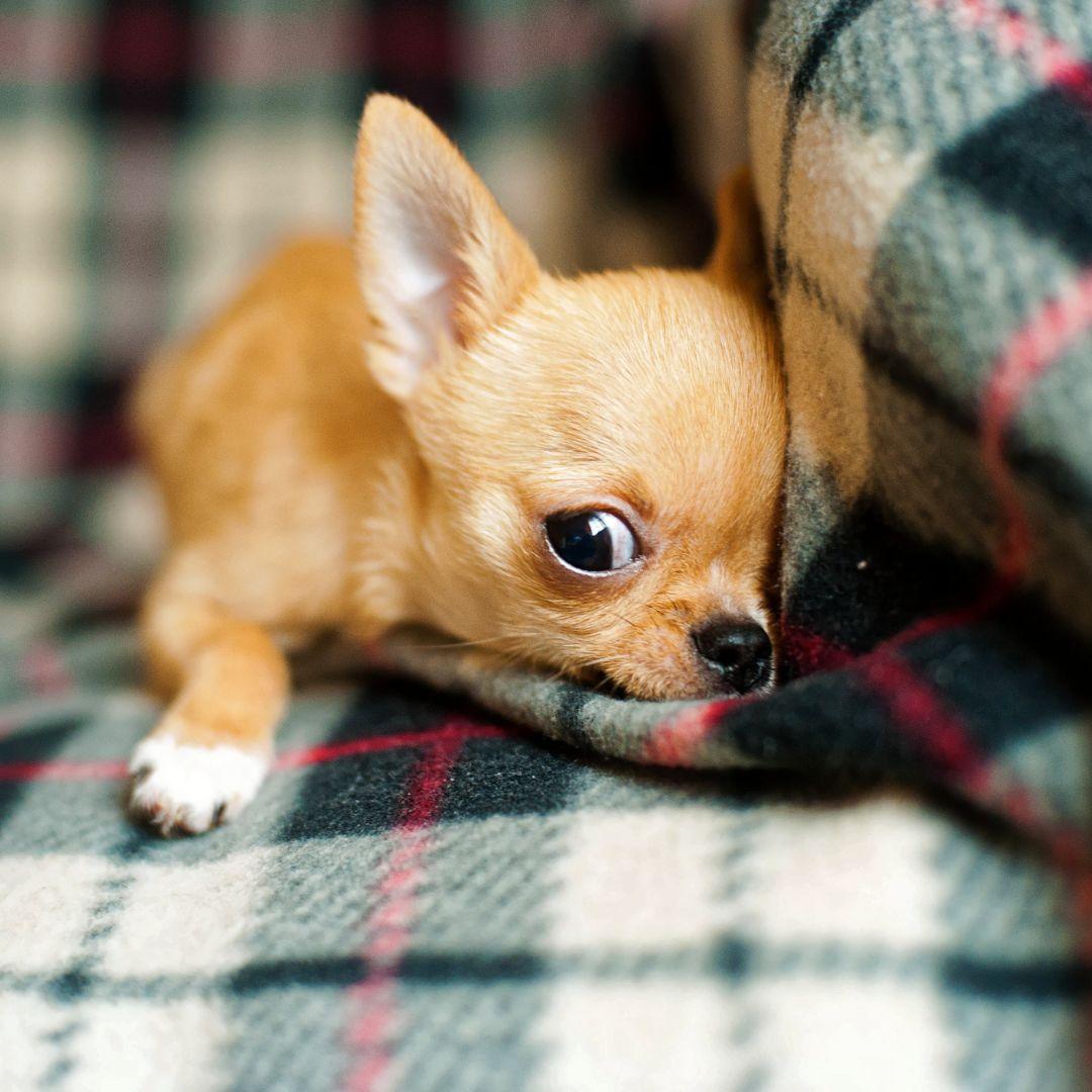 Close up of Chihuahua puppy