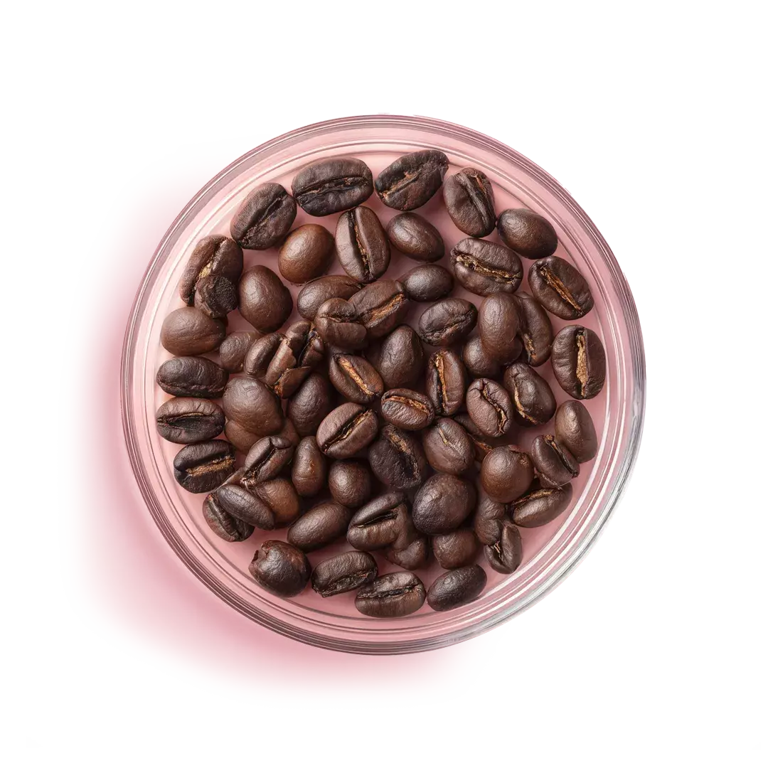 coffee seeds in petri plate