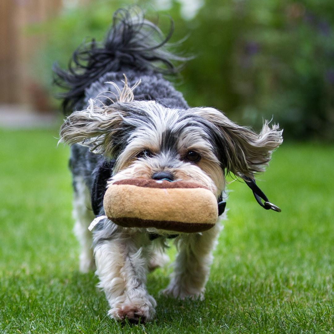 A cute little pet dog playing fetch with a soft toy and running through a garden with its fur flying