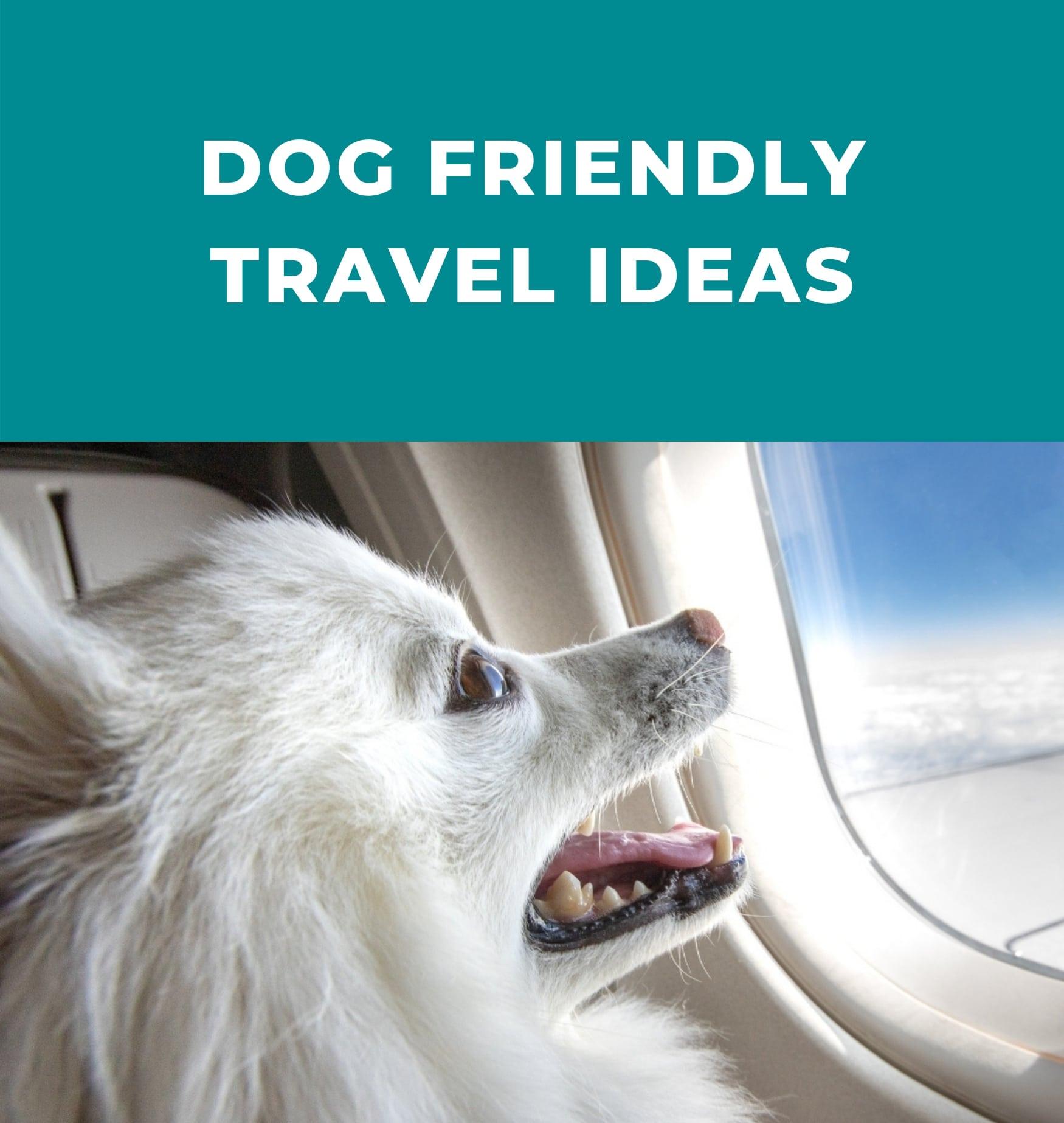 Best dog-friendly vacation ideas - Potty Buddy™