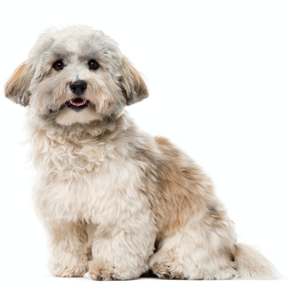 Havanese dog isolated on white
