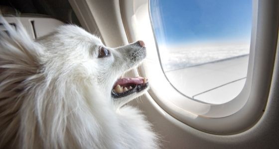 A dog looking out of a plane window