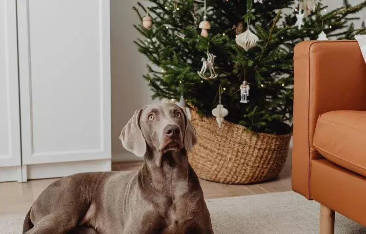 dogs and christmas trees