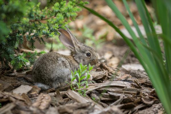 Your Question Answered: What Do You Feed Wild Baby Rabbits?