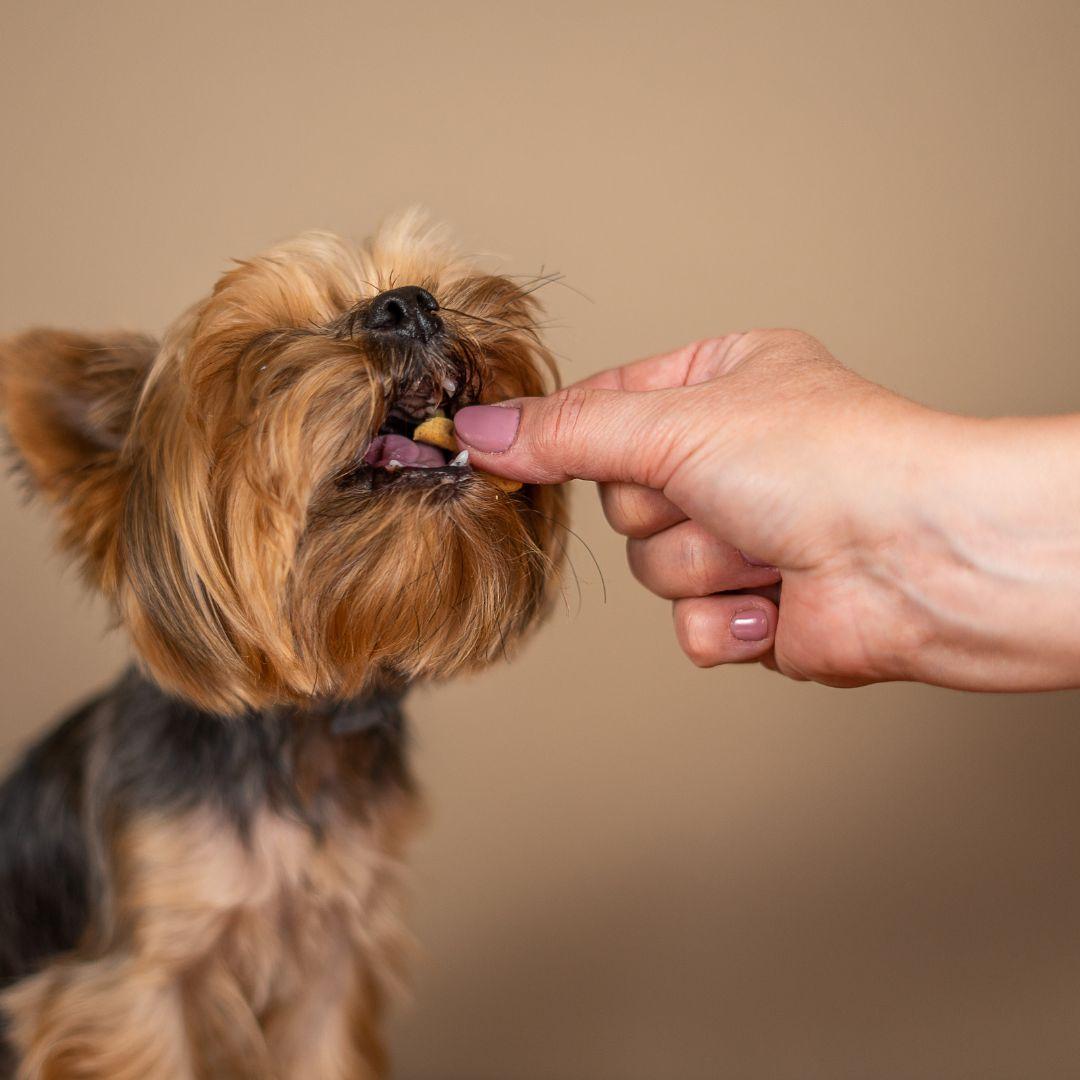 Yorkshire Terrier dog eating a treat