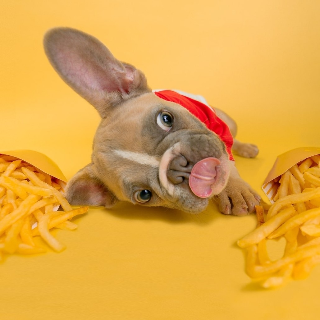 Dog in the center of two french fries