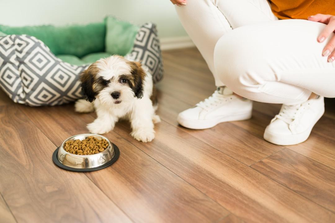 Hungry shih tzu enjoying dry food