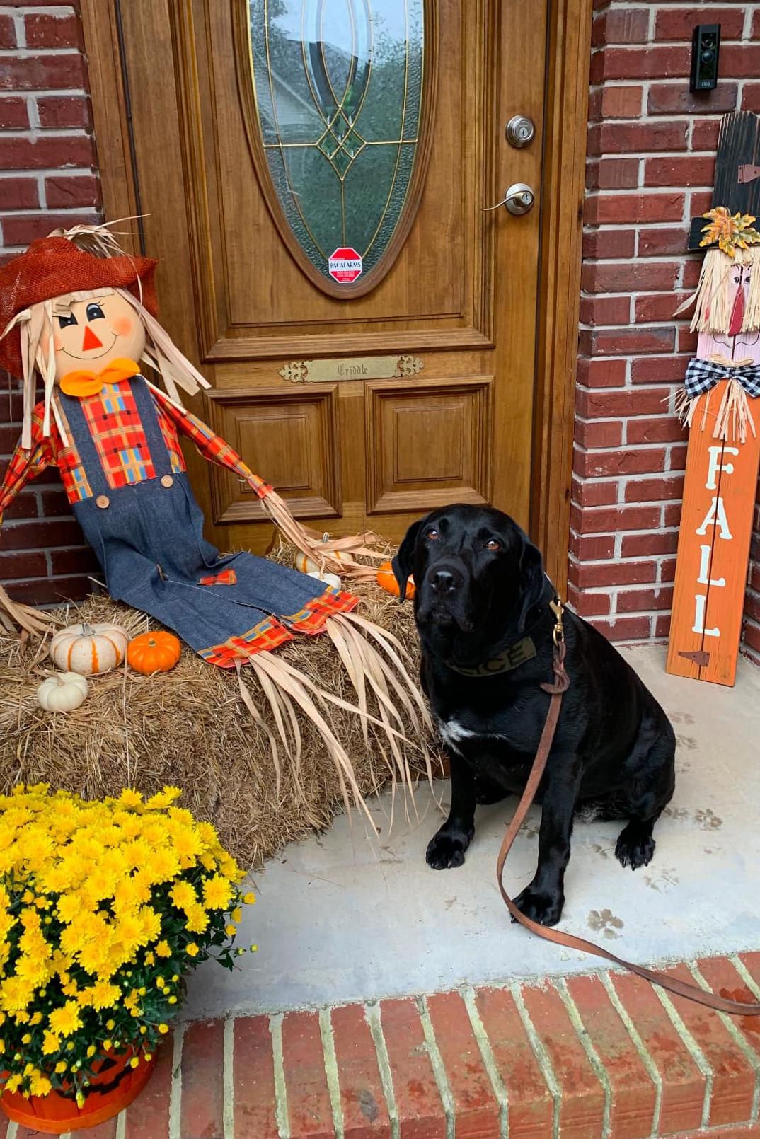 k9 alana with a scarecrow for fall