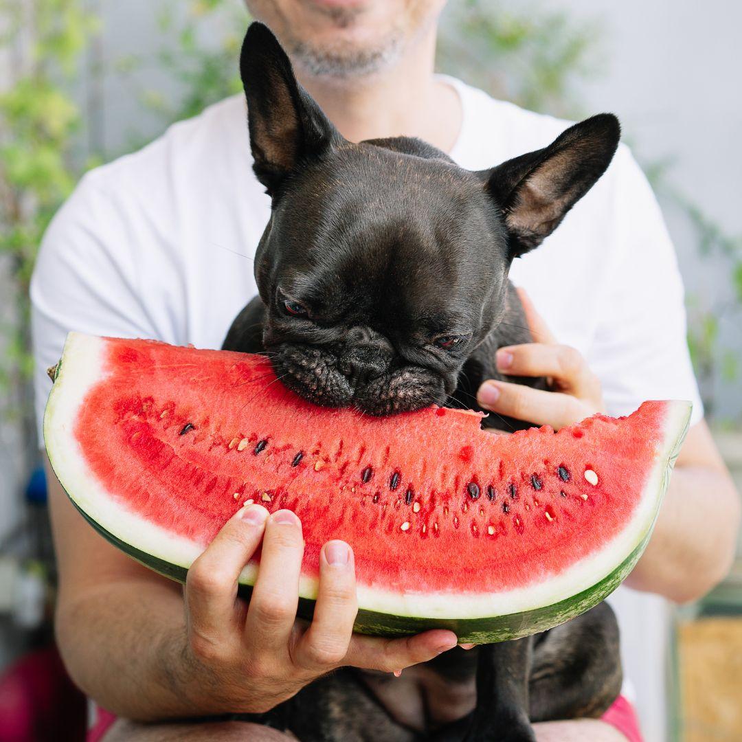 Midsection Of Man With French Bulldog Eating Icecreamv