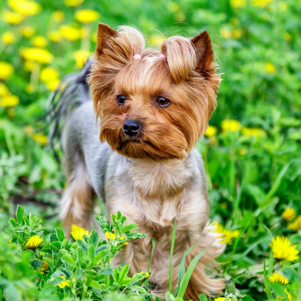 Yorkshire Terrier