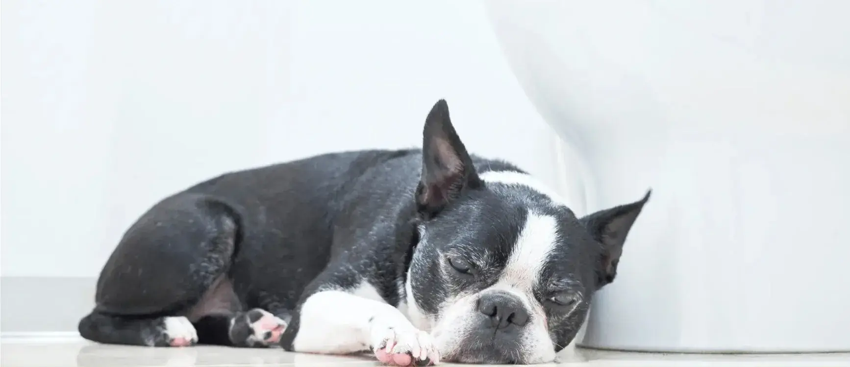 A Boston Terrier sleeping on the floor beside a toilet, indicating a potential health issue or distress.
