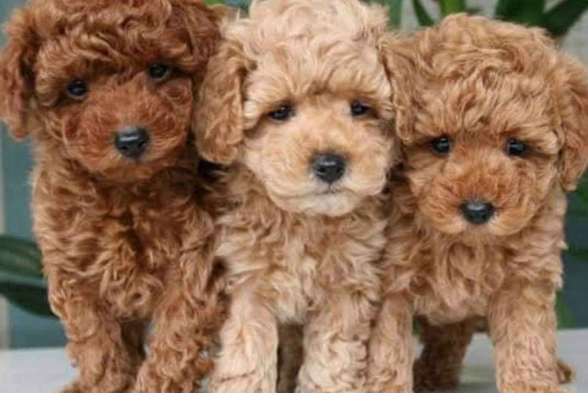 3 Toy Poodle puppies