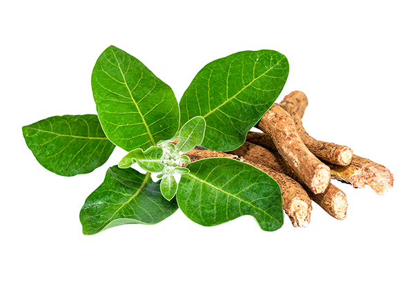 Ashwagandha Root Extract