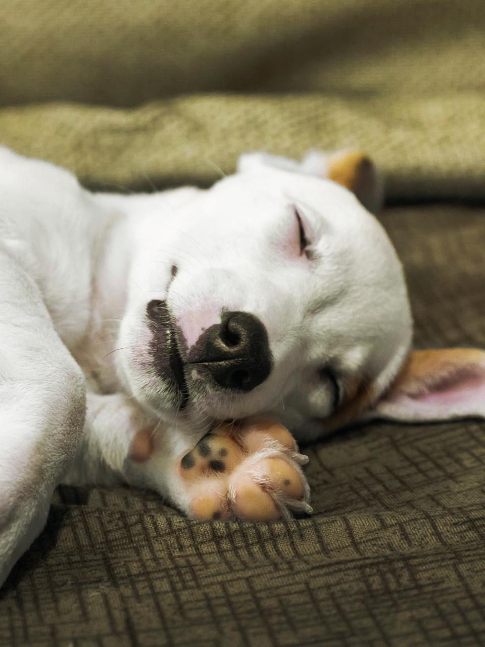 happy moment of Jack Russel puppy sleeping