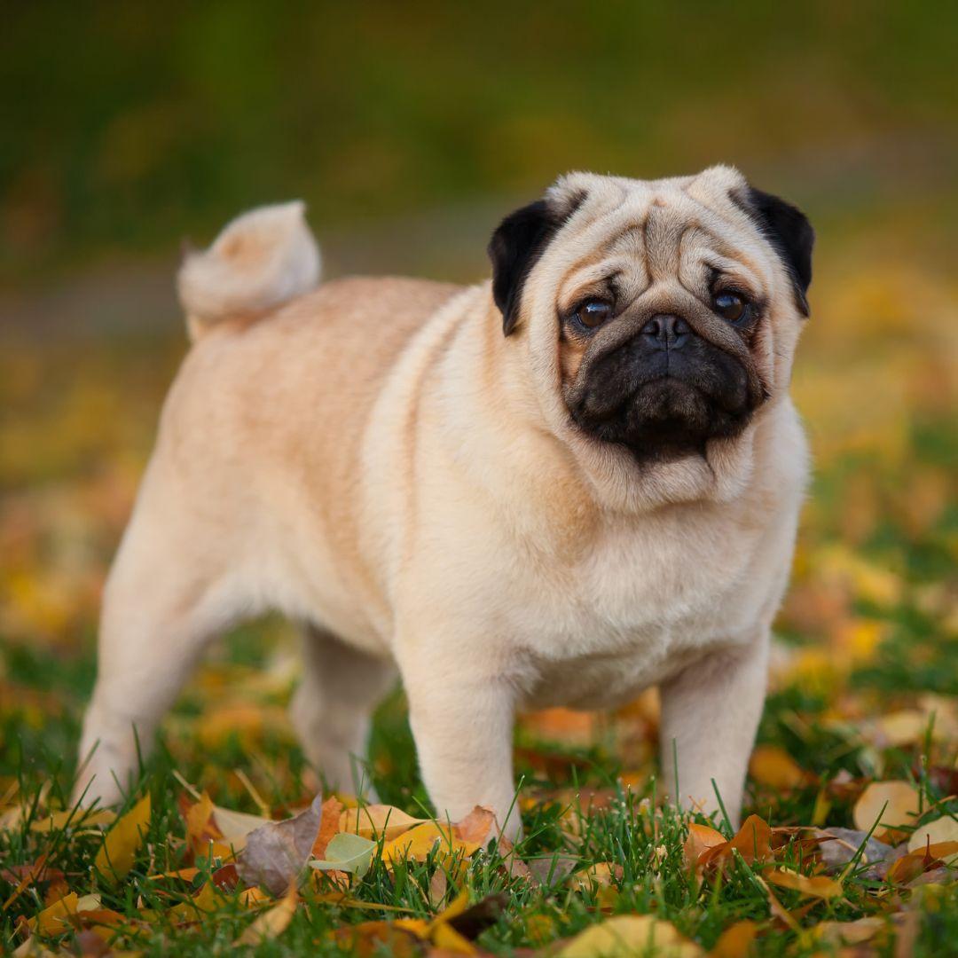 Pug dog outdoor