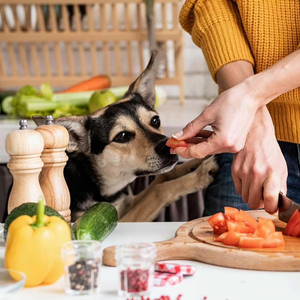 Dog being fed with tomato by their human in the kitchen