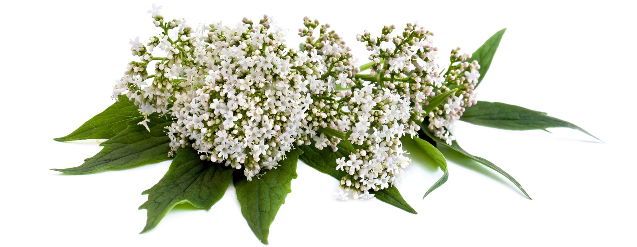 Valerian flowers and leaves with white background