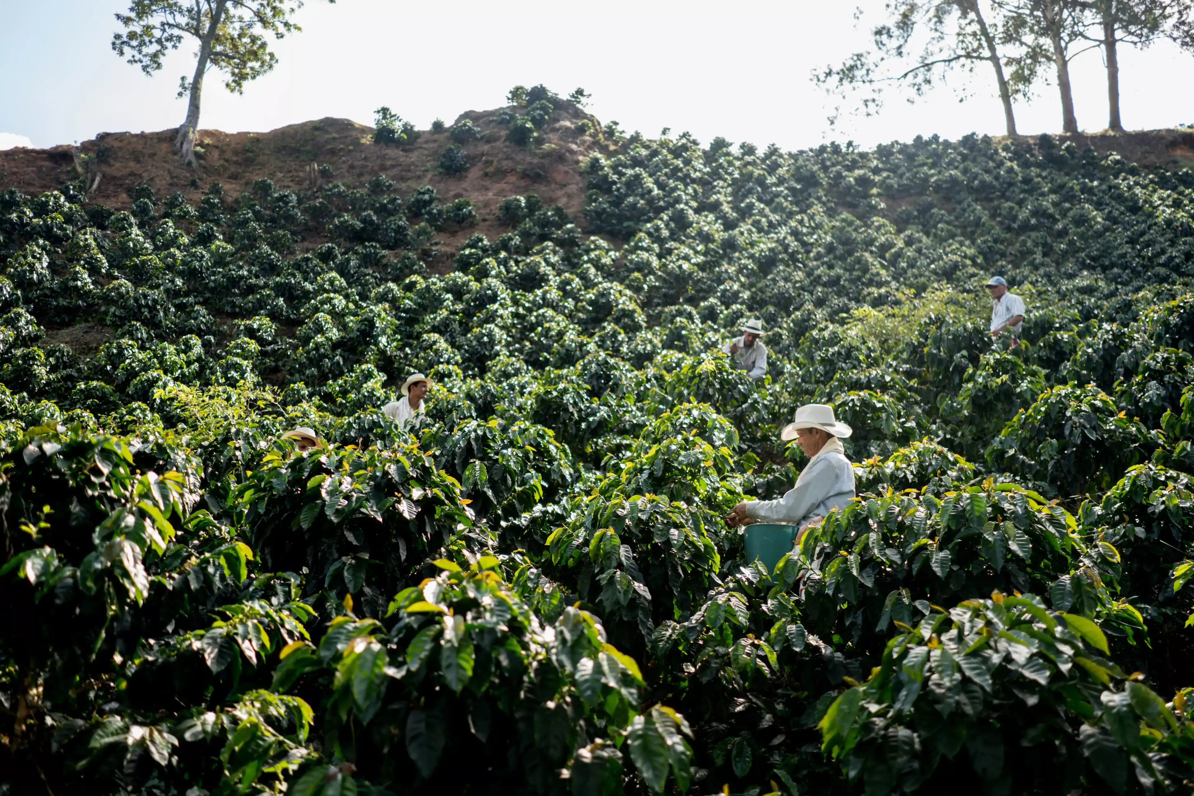 Coffee farmers handpicking ripe Arabica cherries in a lush green coffee plantation.