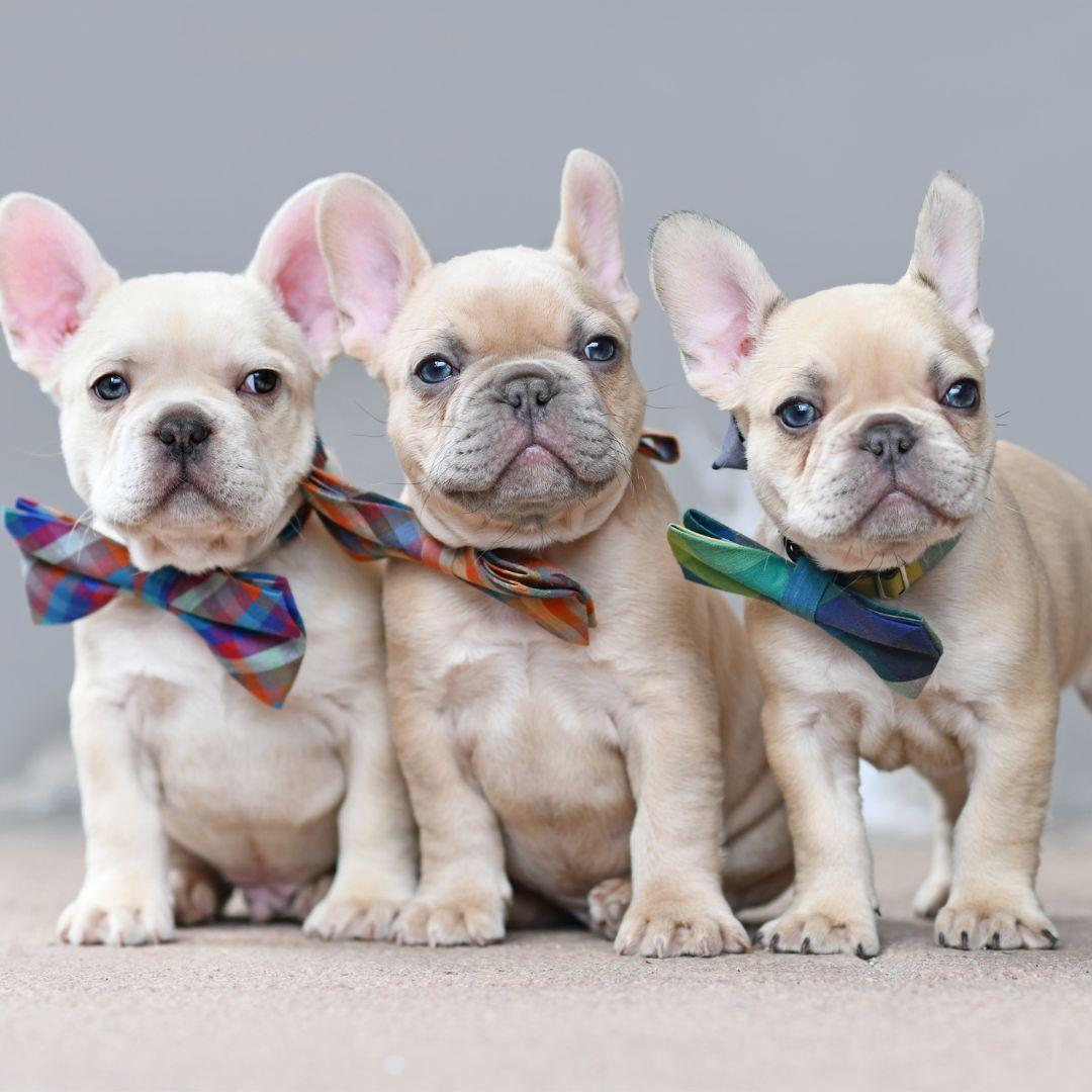 French Bulldog Puppies with Bowties