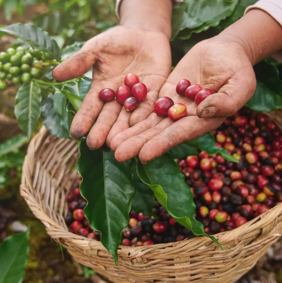 COFFEE FRUITS