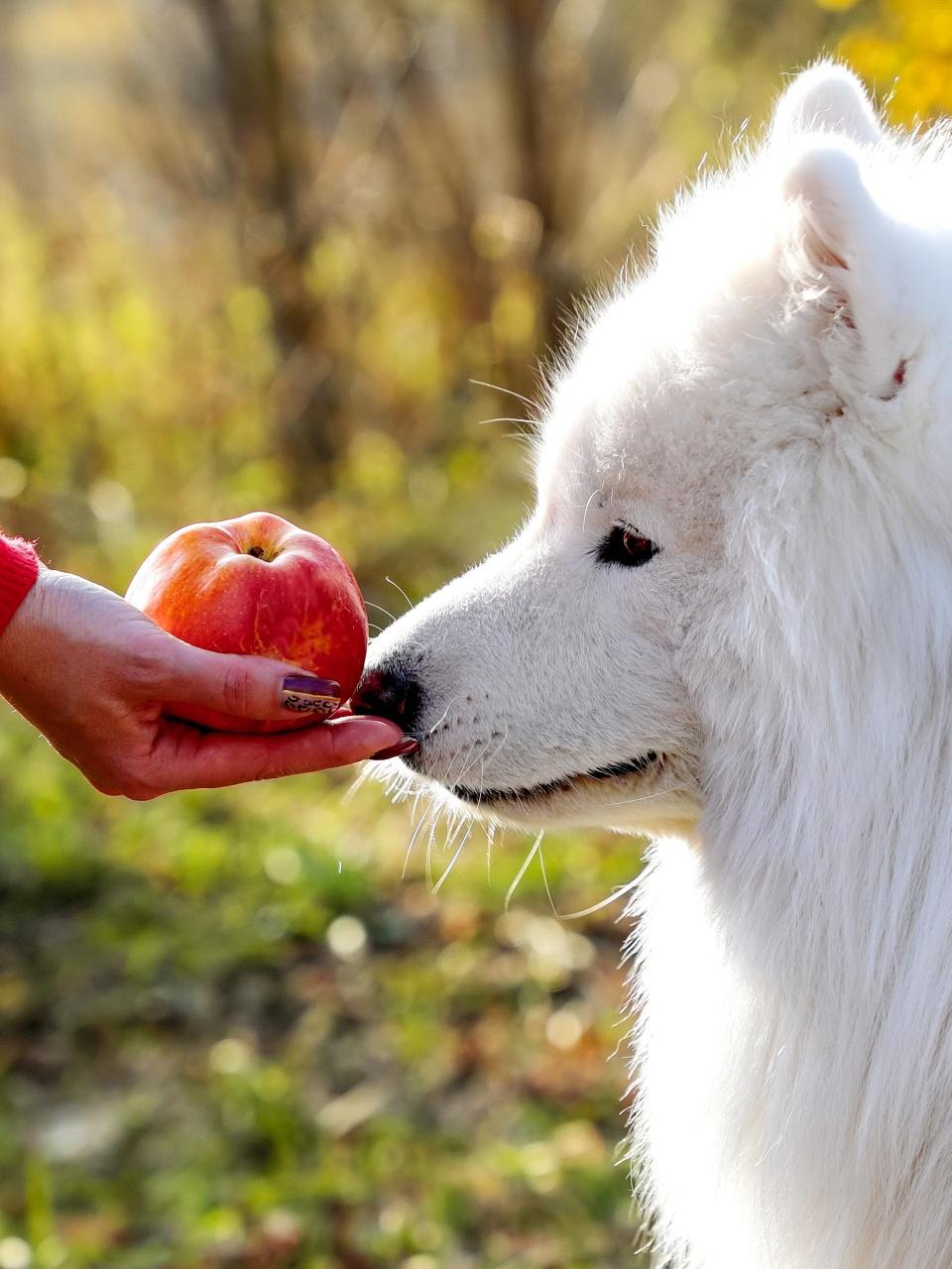 the dog looks at the apple on his hand