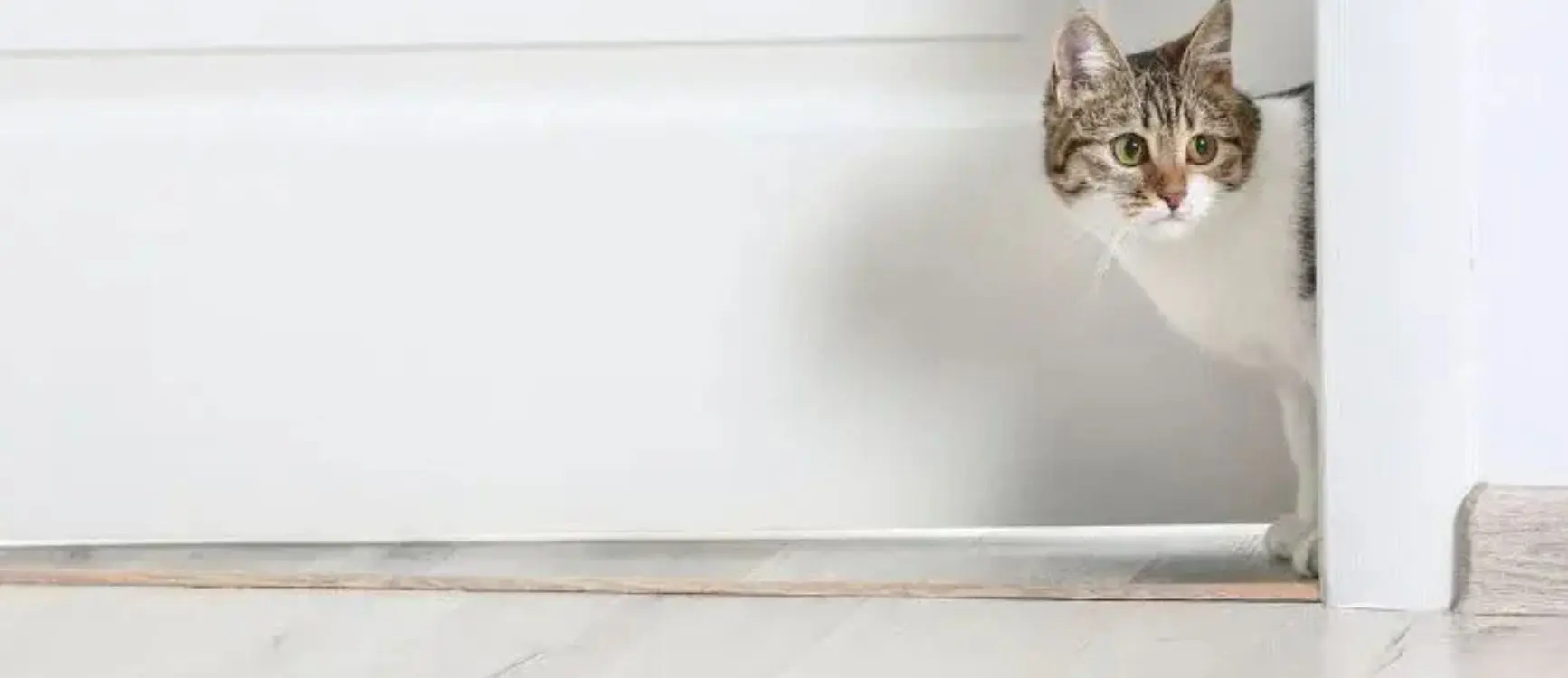 A cat stands alertly in front of a closed door, its fur slightly ruffled and eyes focused.
