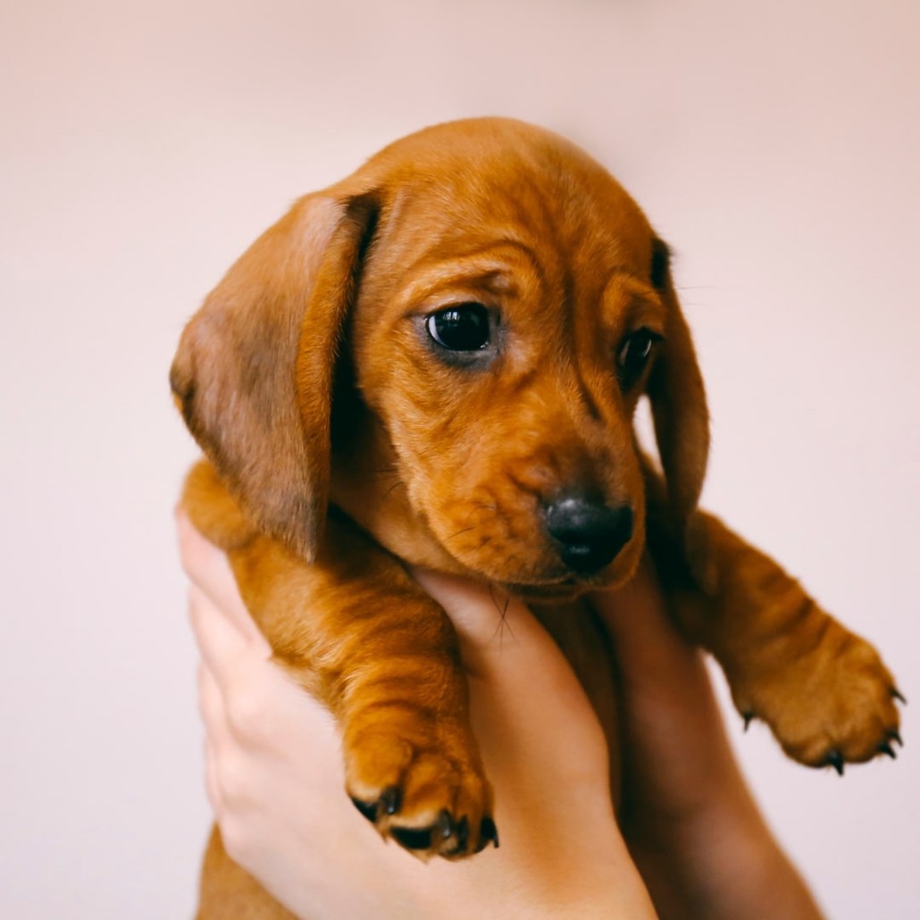 Brown puppy
