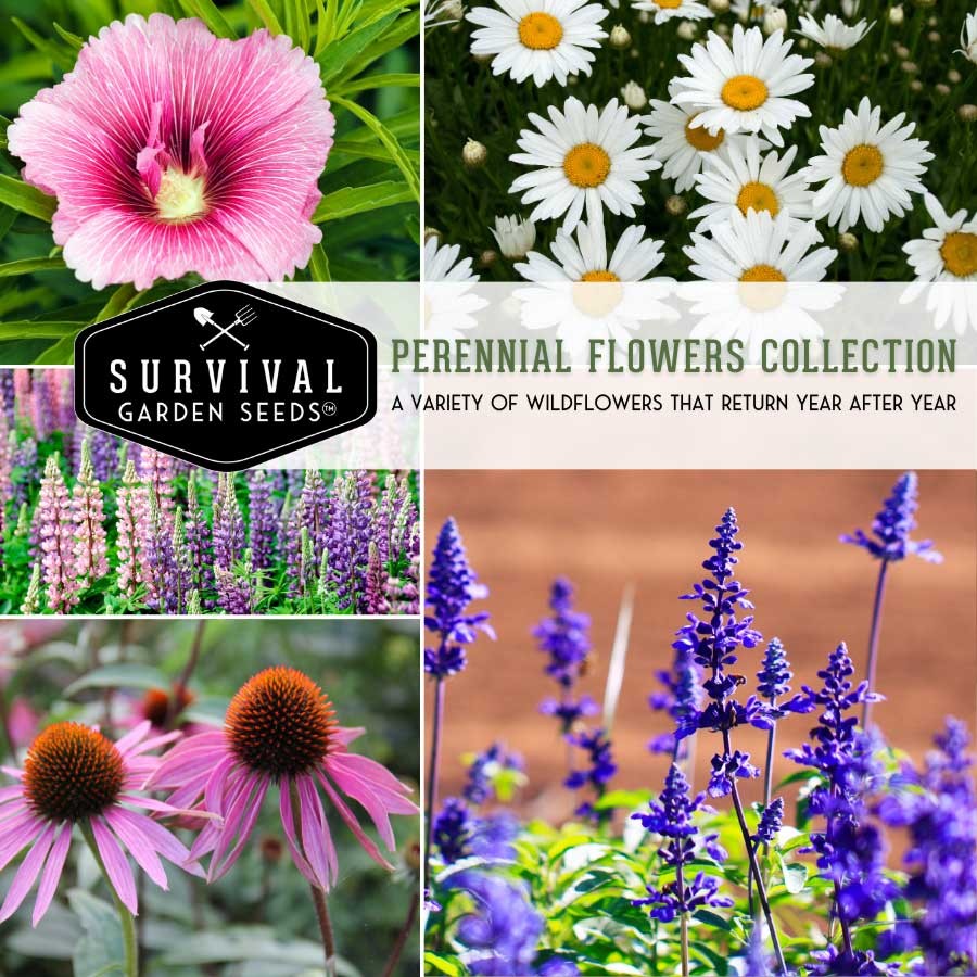 Perennial Flower Collection - 6 Packs of Heirloom Fl.ower Seeds