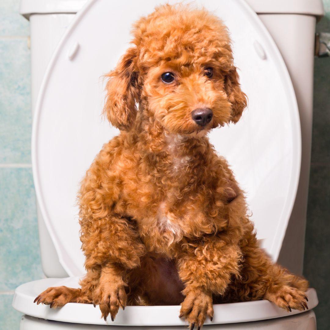 Smart brown poodle dog pooping into toilet bowl