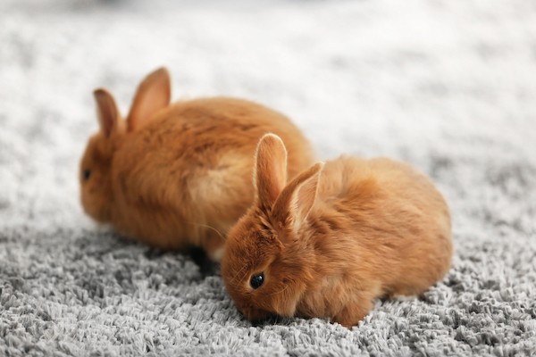 rabbits on carpet