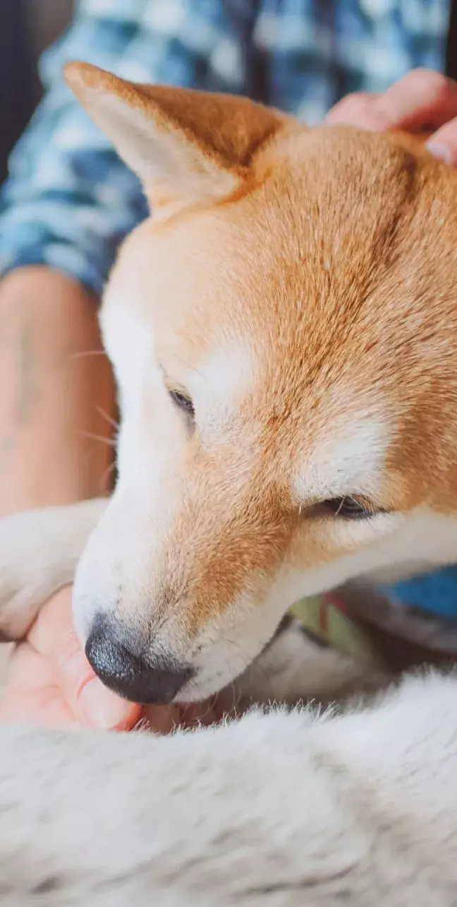 Want to learn how to help relieve your dog's allergies?