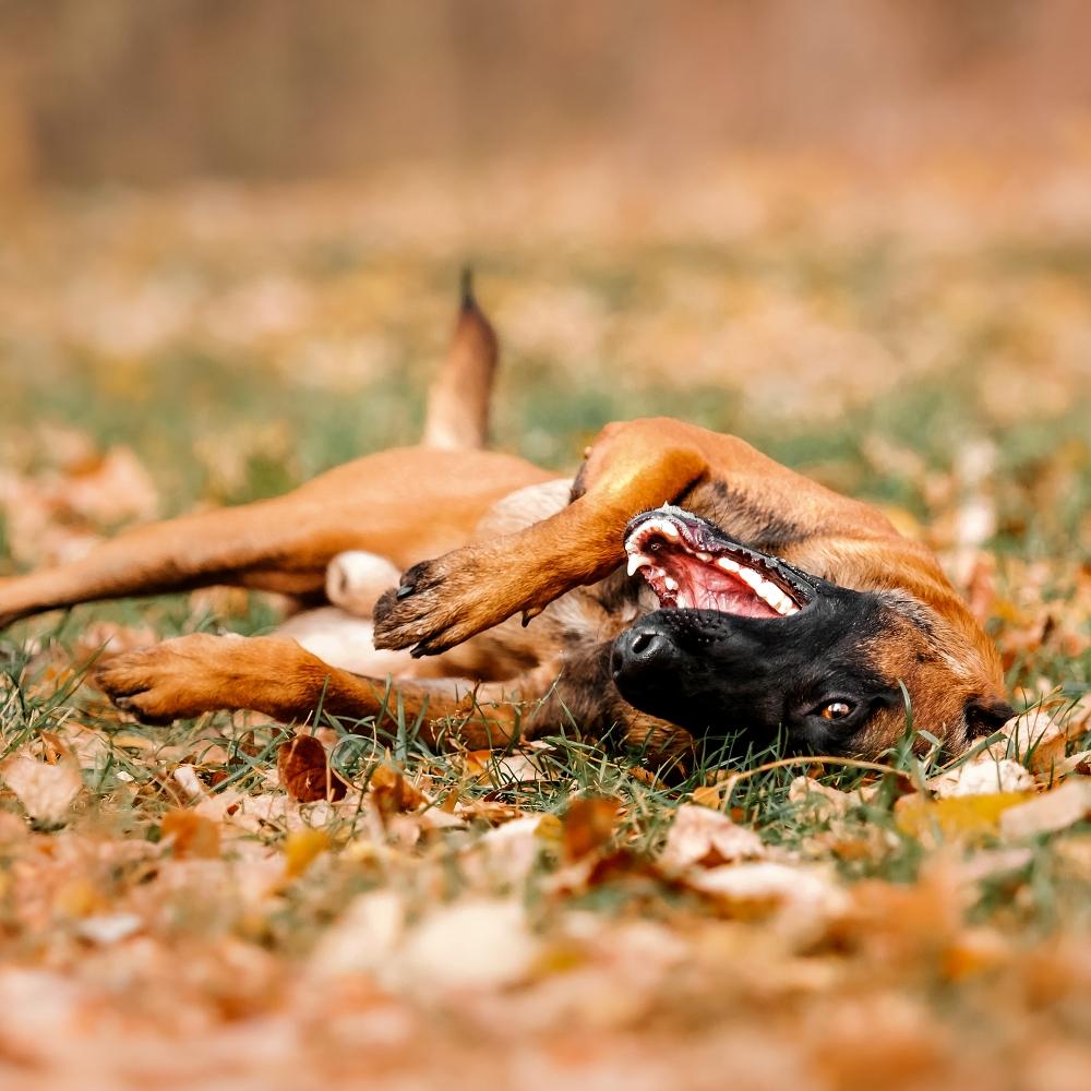 Belgian Shepherd Malinois lying down in fallen leaves in the public park.