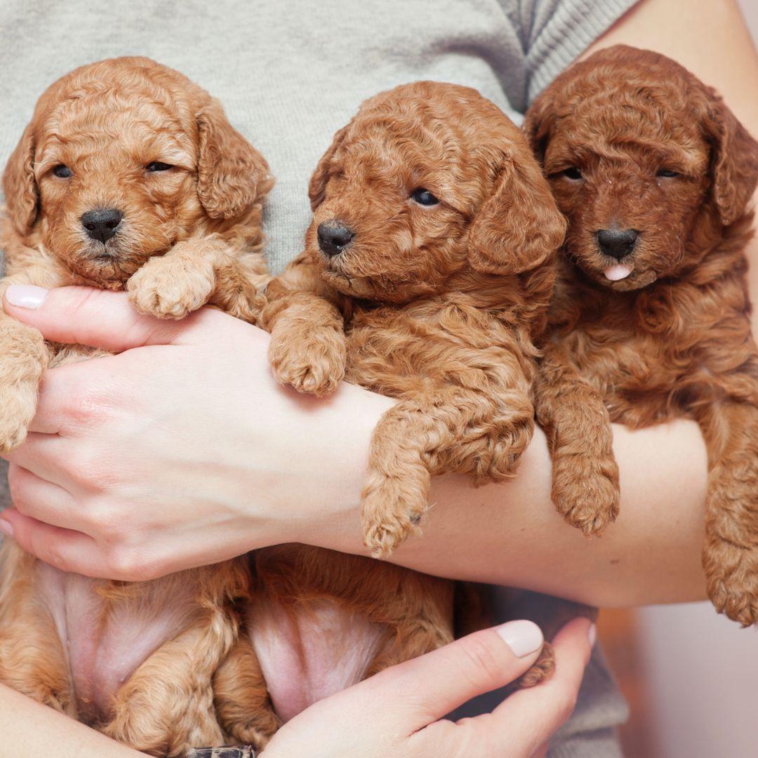 Toy Poodle puppies