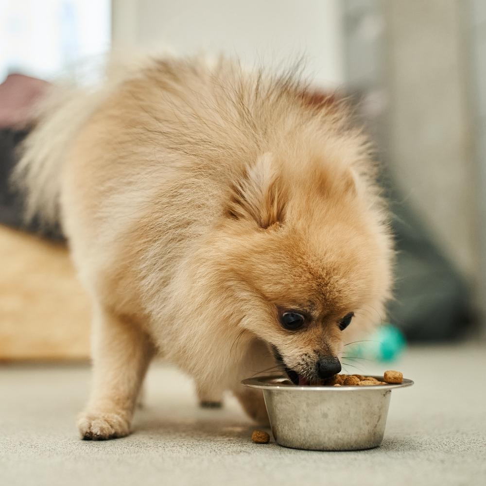 fluffy pomeranian spitz eating tasty kibbles from bowl
