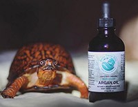 A curious turtle positioned next to a bottle of Bella Terra Oils Unrefined Organic Moroccan Argan Oil, highlighting the product's natural and organic qualities in a creative display