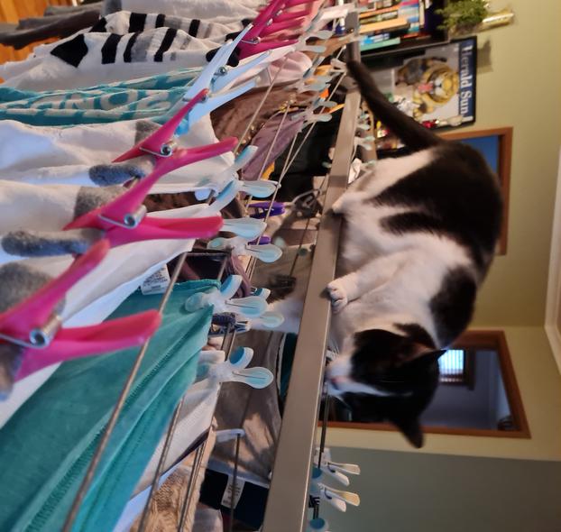 Brisbane Clothesline Free Delivery + Supply & Installation Lifestyle