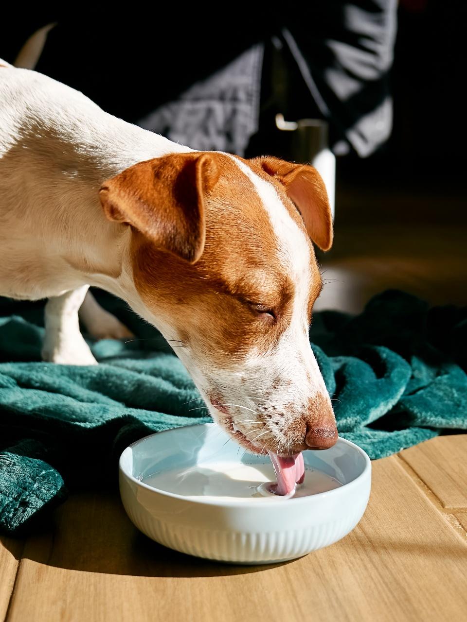 Jack Russell terrier dog drinking milk from bowl on the parquet floor in living room in a sunny day.